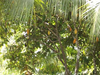 tulum709