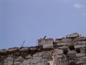 tulum735